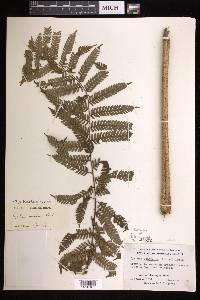 Cyathea felina image