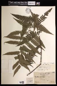 Cyathea integra image