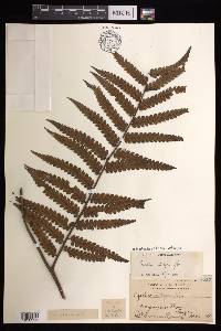 Cyathea integra image