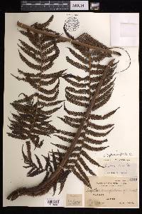 Cyathea elmeri image