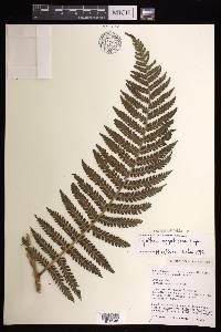 Cyathea megalosora image