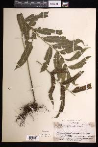 Asplenium marattioides image