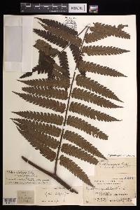 Cyathea integra image