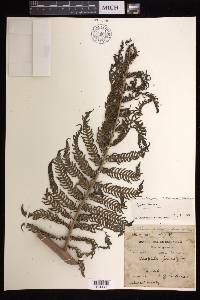 Cyathea brunoniana image