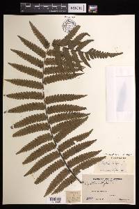 Cyathea integra image