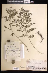 Asplenium marattioides image