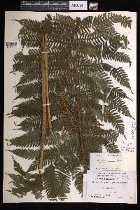 Cyathea felina image