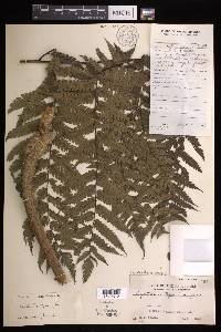 Cyathea integra image