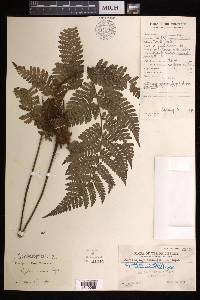 Cyathea elmeri image