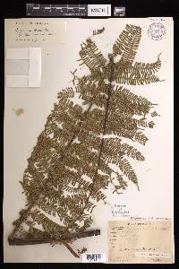 Cyathea ledermannii image