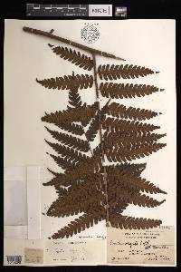 Cyathea integra image