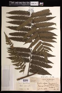 Cyathea integra image