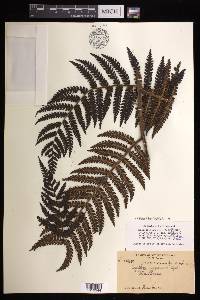 Cyathea megalosora image