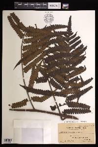 Cyathea integra image