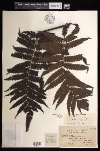 Cyathea integra image