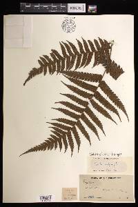 Cyathea integra image