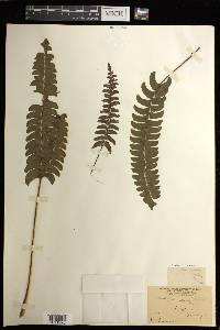 Lindsaea lancea image