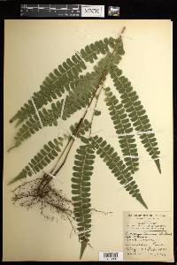 Lindsaea lancea image