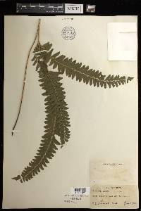 Lindsaea lancea image