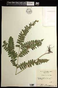 Lindsaea lancea image