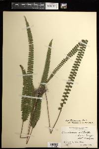 Lindsaea portoricensis image