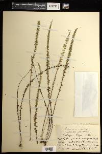 Lindsaea repens image