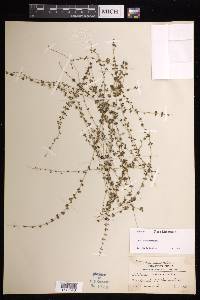 Lindsaea incisa image
