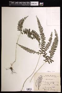 Lindsaea lobata image