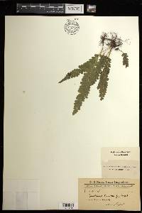 Lindsaea lancea image