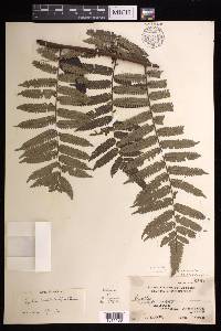 Cyathea heterochlamydea image