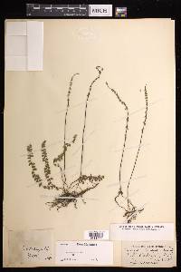 Lindsaea linearis image