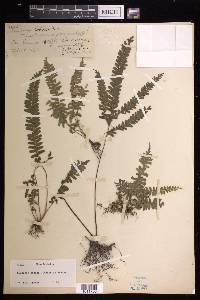 Lindsaea obtusa image