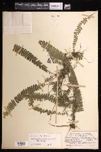 Lindsaea oblanceolata image