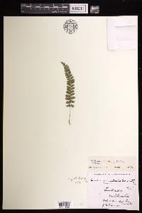 Lindsaea obtusa image