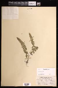 Lindsaea orbiculata image