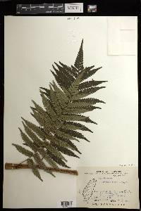 Cyathea fenicis image