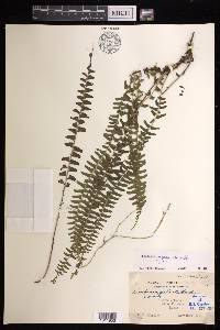 Lindsaea repens image