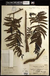 Cyathea robinsonii image