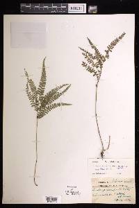 Lindsaea obtusa image