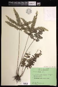 Lindsaea obtusa image