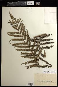 Cyathea fenicis image