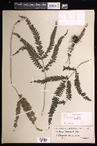 Lindsaea obtusa image