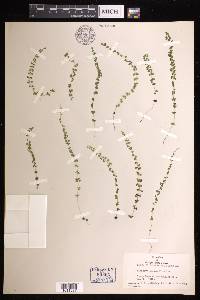 Lindsaea incisa image