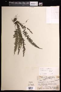 Lindsaea obtusa image