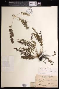 Lindsaea obtusa image