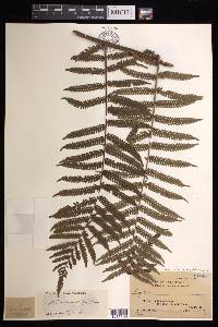 Cyathea heterochlamydea image