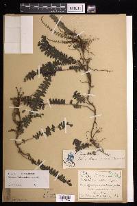 Lindsaea oblanceolata image