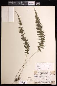 Lindsaea obtusa image
