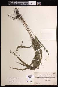 Lindsaea longifolia image