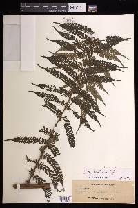 Cyathea heterochlamydea image